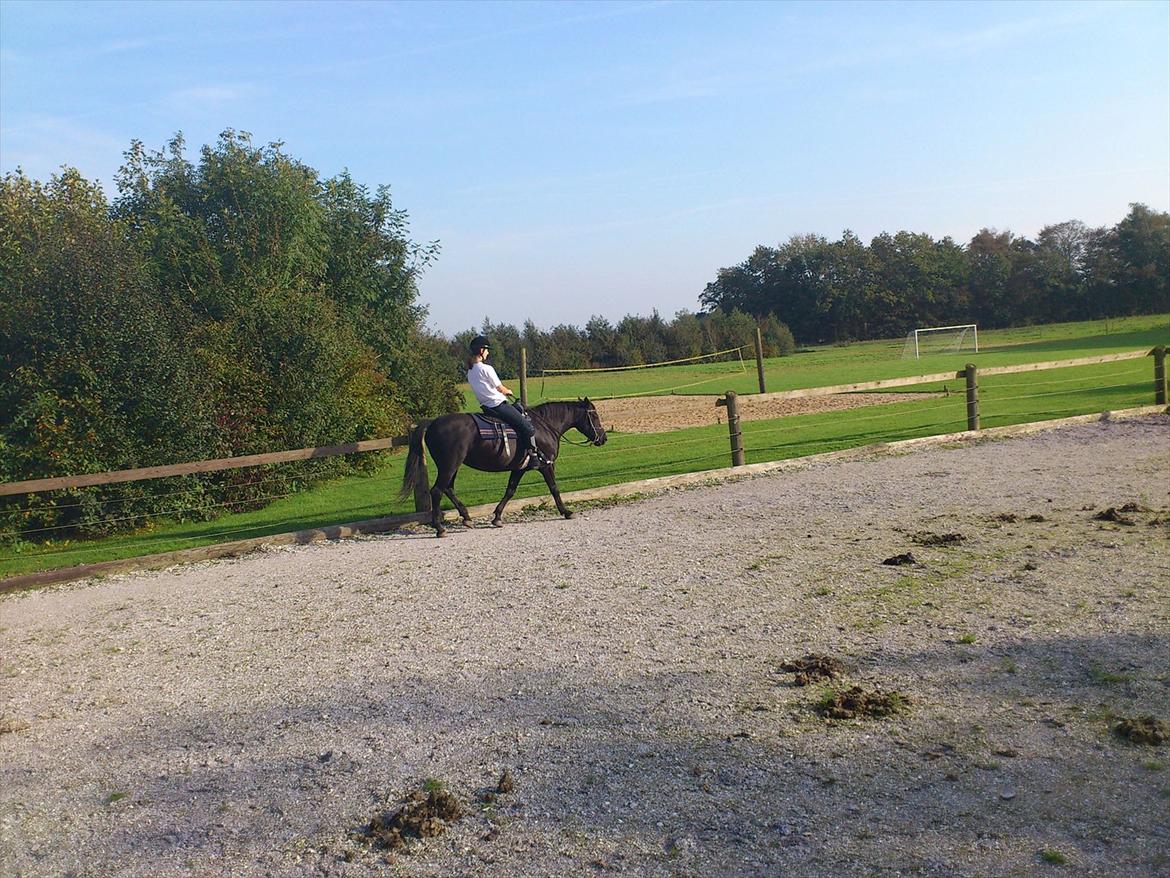 Anden særlig race Gabby - Første gang jeg rider hende. billede 2