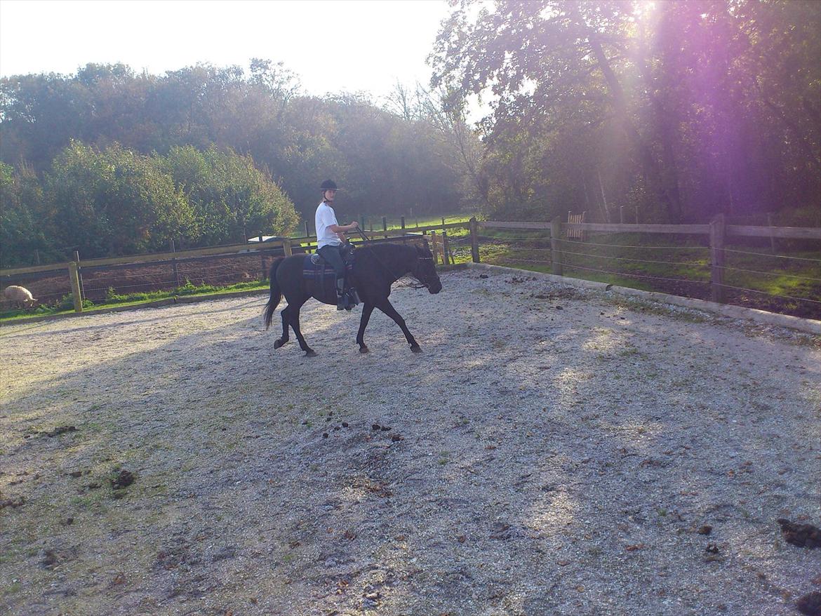 Anden særlig race Gabby - Første gang jeg rider hende. billede 3