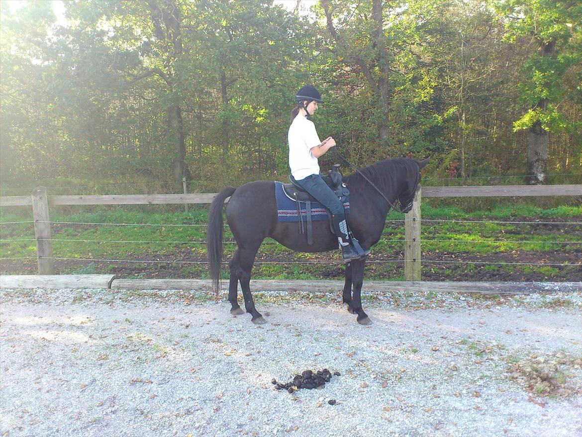 Anden særlig race Gabby - Første gang jeg rider hende. billede 4