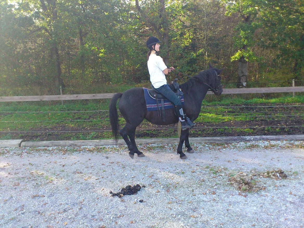 Anden særlig race Gabby - Første gang jeg rider hende. billede 5