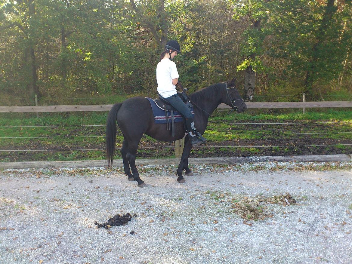 Anden særlig race Gabby - Første gang jeg rider hende. billede 6