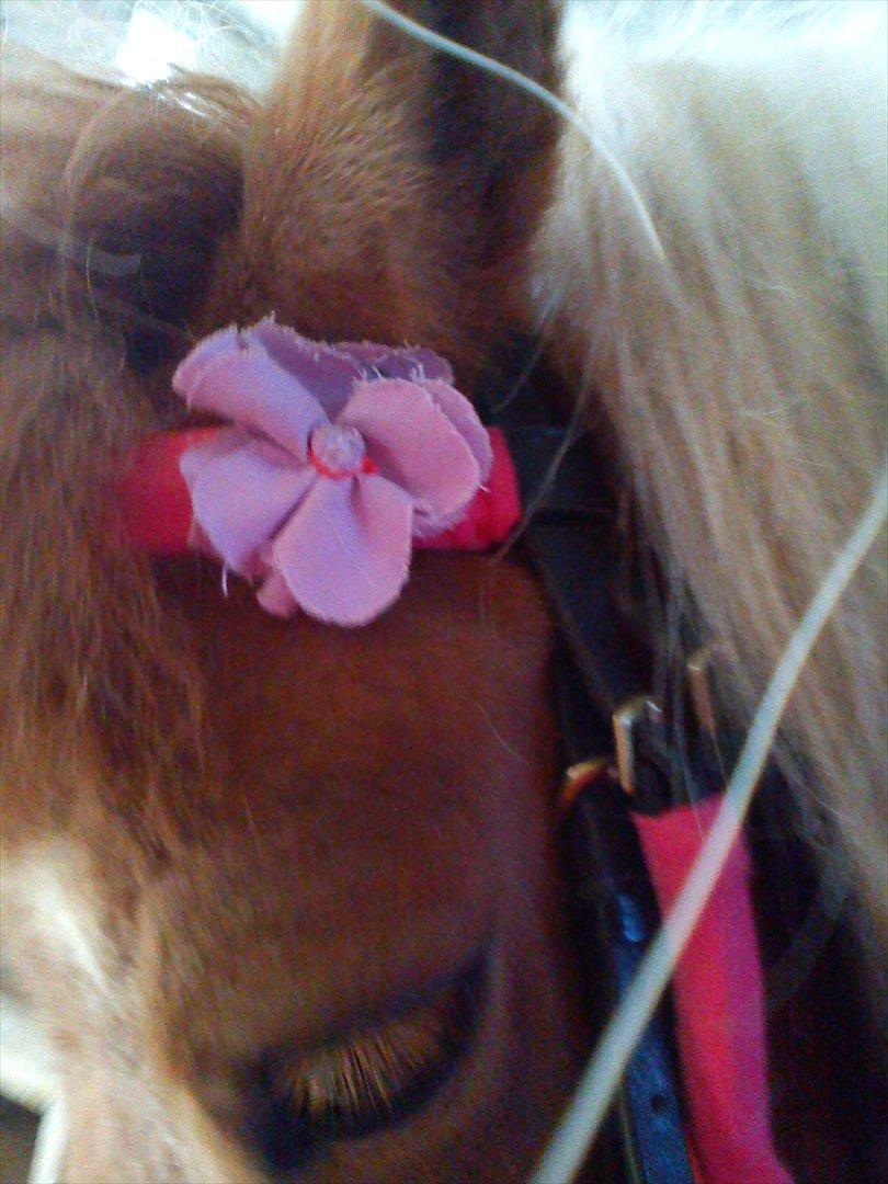 Shetlænder Plet( pletten!!??<3 ) - velkommen til plettens profil!!<3 billede 1