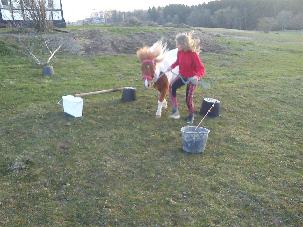 Shetlænder Plet( pletten!!??<3 ) - wooow!!! lækkert hår skat!!<3
crame, selvtillig og lækkert håt!!!<3 billede 2