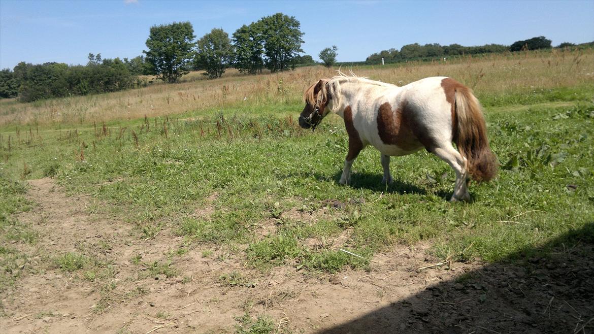 Shetlænder Plet( pletten!!??<3 ) - crame trolden er tilbage!!<3 med stor stil!!<3
den lille ting der gør mig/dig glad.. kan fylde en stor ting i mit hjerte...<3 billede 3