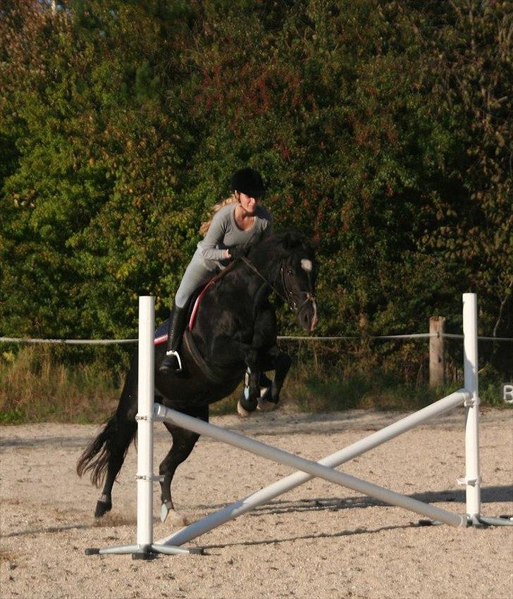 Welsh Cob (sec D) Valhallas Jesse James - D. 29. september 2011 [Foto: Mille Berger] billede 18