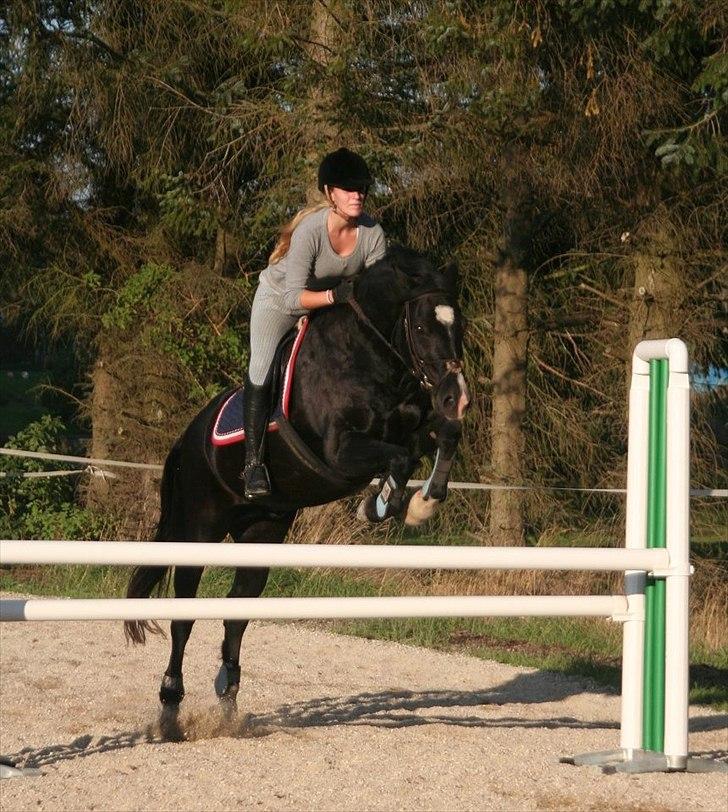 Welsh Cob (sec D) Valhallas Jesse James - D. 29. september 2011 [Foto: Mille Berger] 100 cm  billede 19