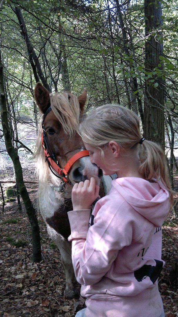 Shetlænder Plet( pletten!!??<3 ) - jeg vil gøre alt om igen for at bevise jeg elsker dig!!<3 billede 4
