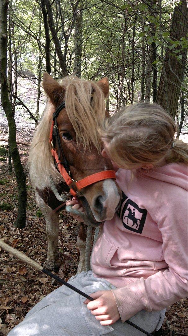 Shetlænder Plet( pletten!!??<3 ) - hver gang jeg er sammen med dig føler jeg mig tryg/hjemme..
et livet unden dig er ikke et liv bare en ting man skal<3 billede 6