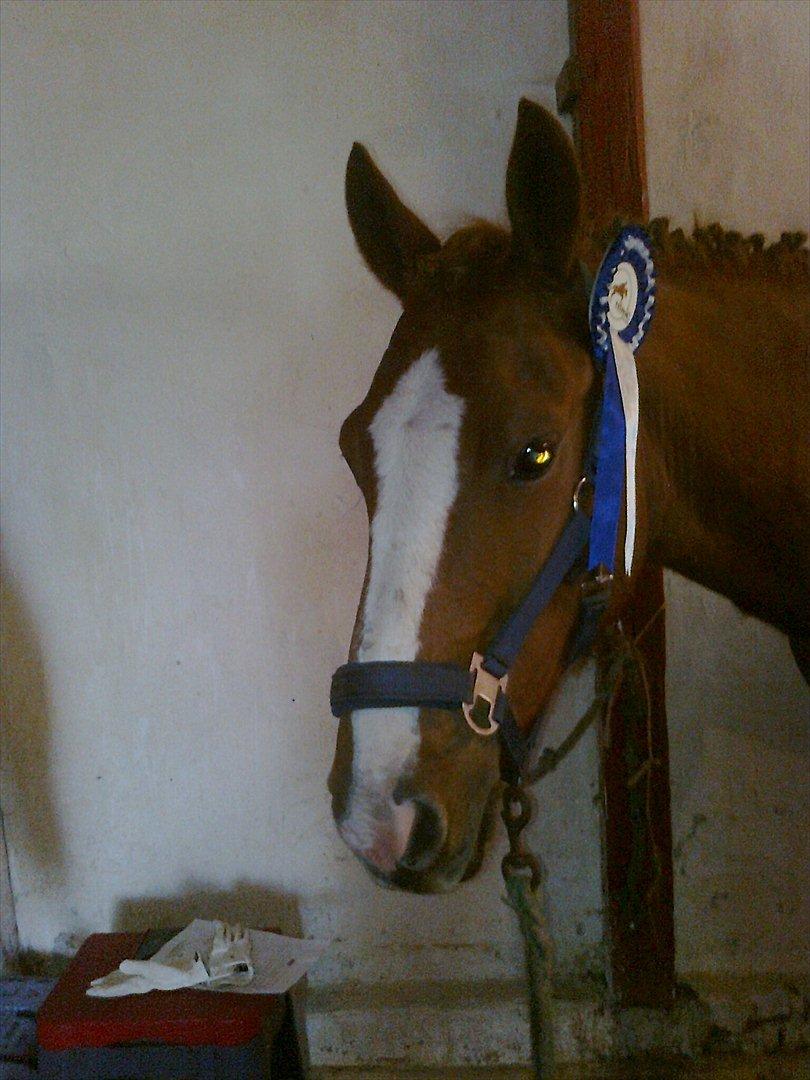 Anden særlig race Ravnsagergaards Torino - vores første stævne sammen 2 plads (-; dressur stævne nede i himmelev :-) red 67,7 % er så STOLDT af min pony (-;

Foto: Mig, med min mors gamle mobil :-/ billede 3