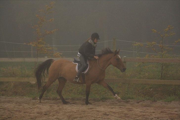 Anden særlig race | Luna   [Min bedsteven] - © Luna og jeg i fuld galop, kun i cordeo. Hun elsker bare at få lov til bare at give den gas. 
Fotograf - MLS / Efterår-Vinter 2011.  billede 19