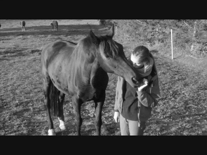 Dansk Varmblod Jantra billede 3