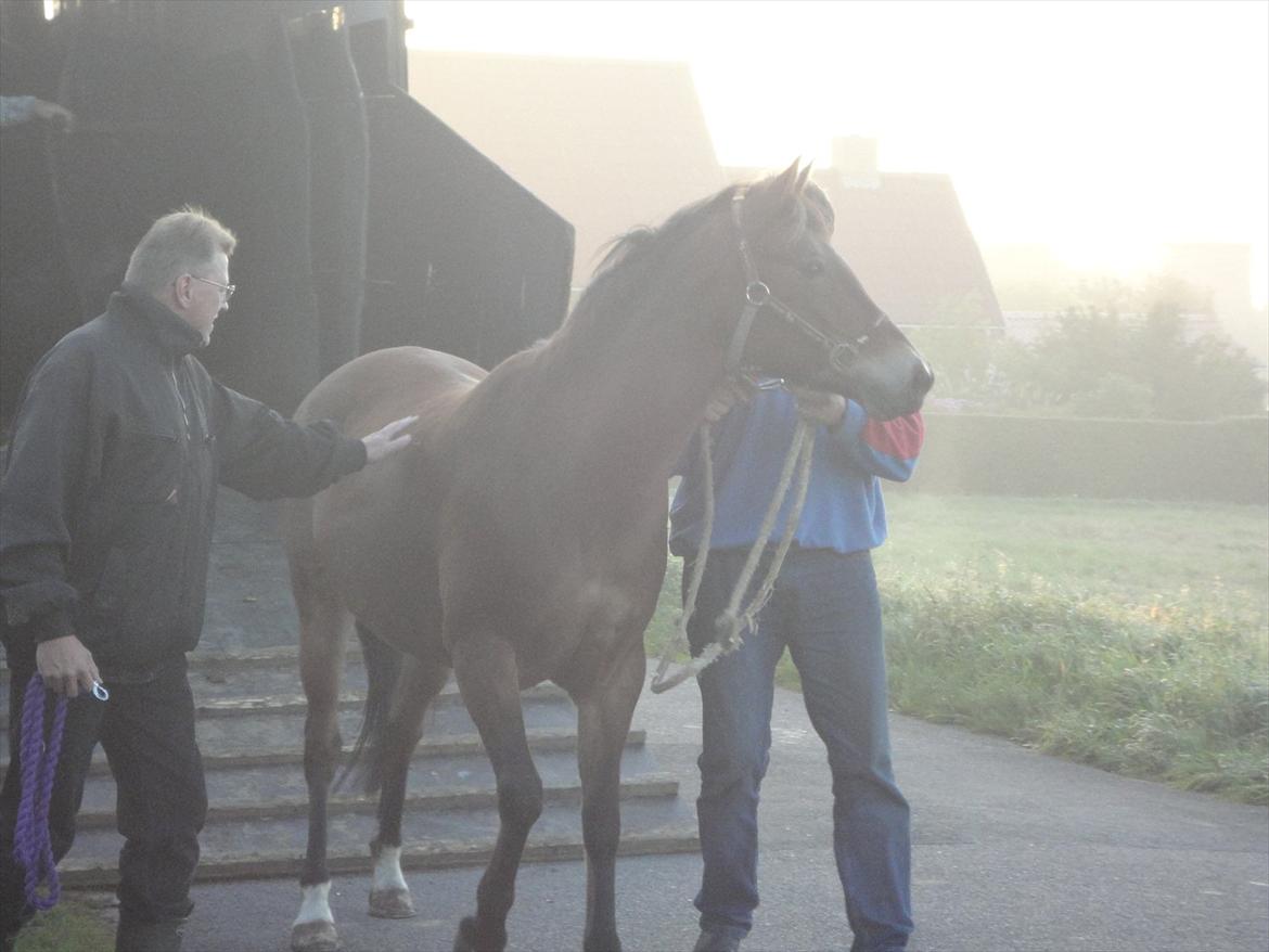 Anden særlig race Bitteby's Tulle.  - Ud af transportbilen! :-P Foto: Dorte Ringholm Møller Hansen. billede 4