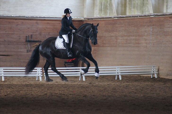 Frieser Sosanna af abildgaard - I fuld galop :) billede 16