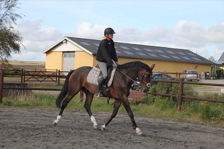 Anden særlig race Mr. Hot Chokolate Fudge billede 4