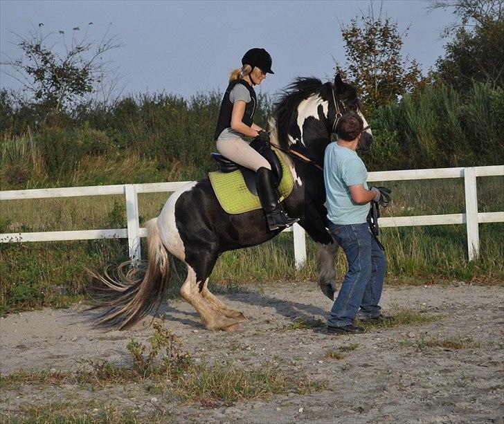Irish Cob Mr. Pepper  billede 4