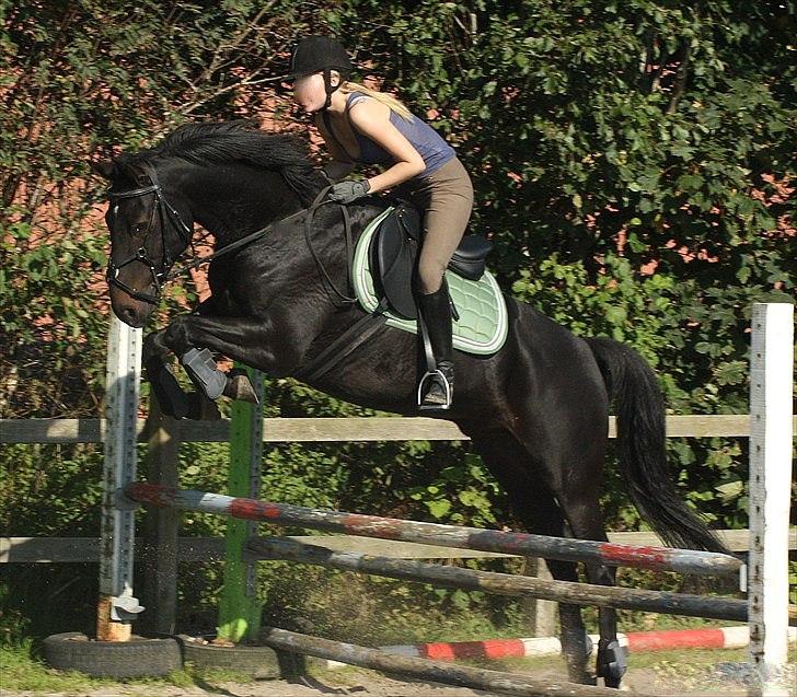 Anden særlig race Magic Dancer - D. 1. oktober 2011 - Første gang med den nye springsadel. Han var så fin! 
Fotograf: Mia Ann Jørgensen billede 8