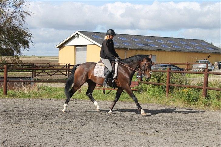 Anden særlig race Mr. Hot Chokolate Fudge billede 2