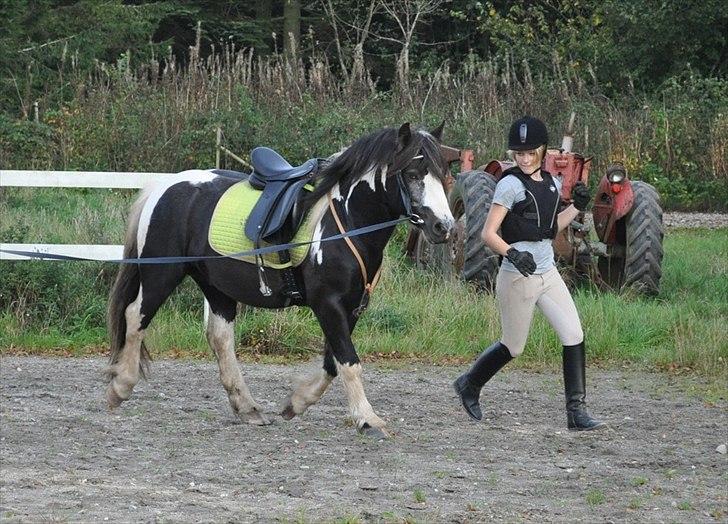 Irish Cob Mr. Pepper  billede 7