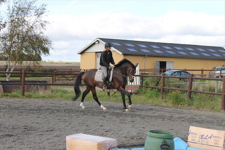 Anden særlig race Mr. Hot Chokolate Fudge billede 3