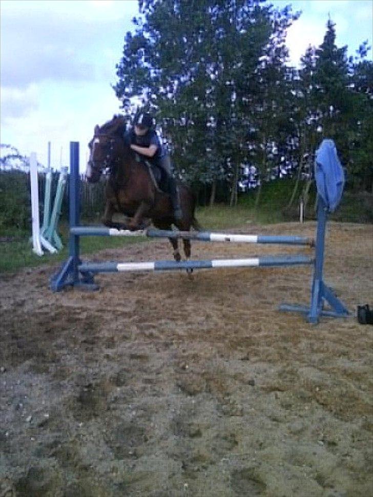 Hollandsk Sportspony Tøsen <33 billede 5