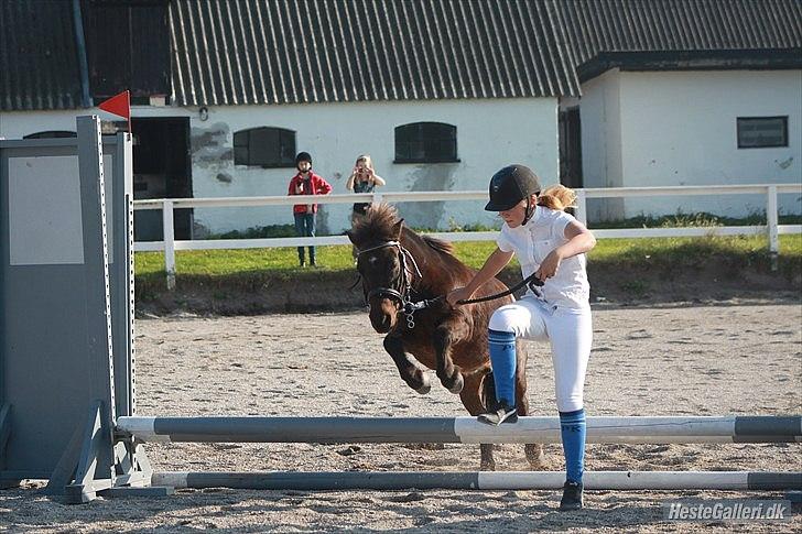 Shetlænder Sofus " My Soulmate:')"<3 - fordi der ikke findes bedre team end os to..<3
foto: sofie A billede 17