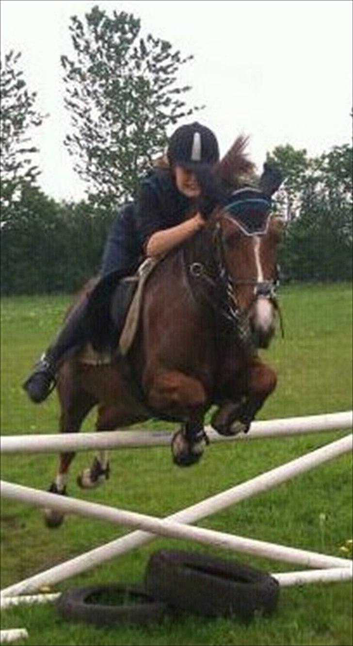 Hollandsk Sportspony Tøsen <33 billede 6