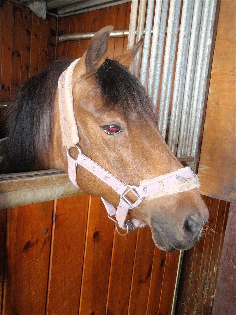 DSP Tværhøjgårds Athene ( mit et og alt )<3 - Velkommen til Tværhøjgårds Athene :-) billede 1