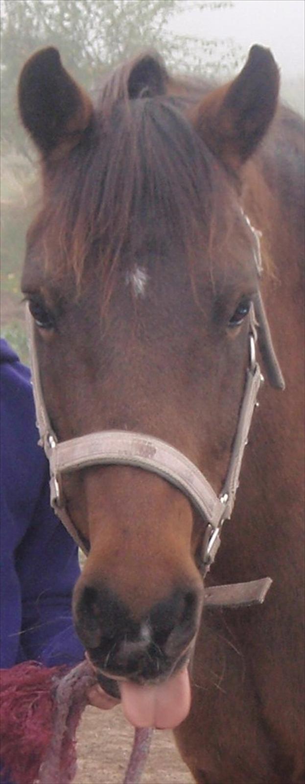 DSP Tværhøjgårds Athene ( mit et og alt )<3 - tuuuunge :-P billede 2