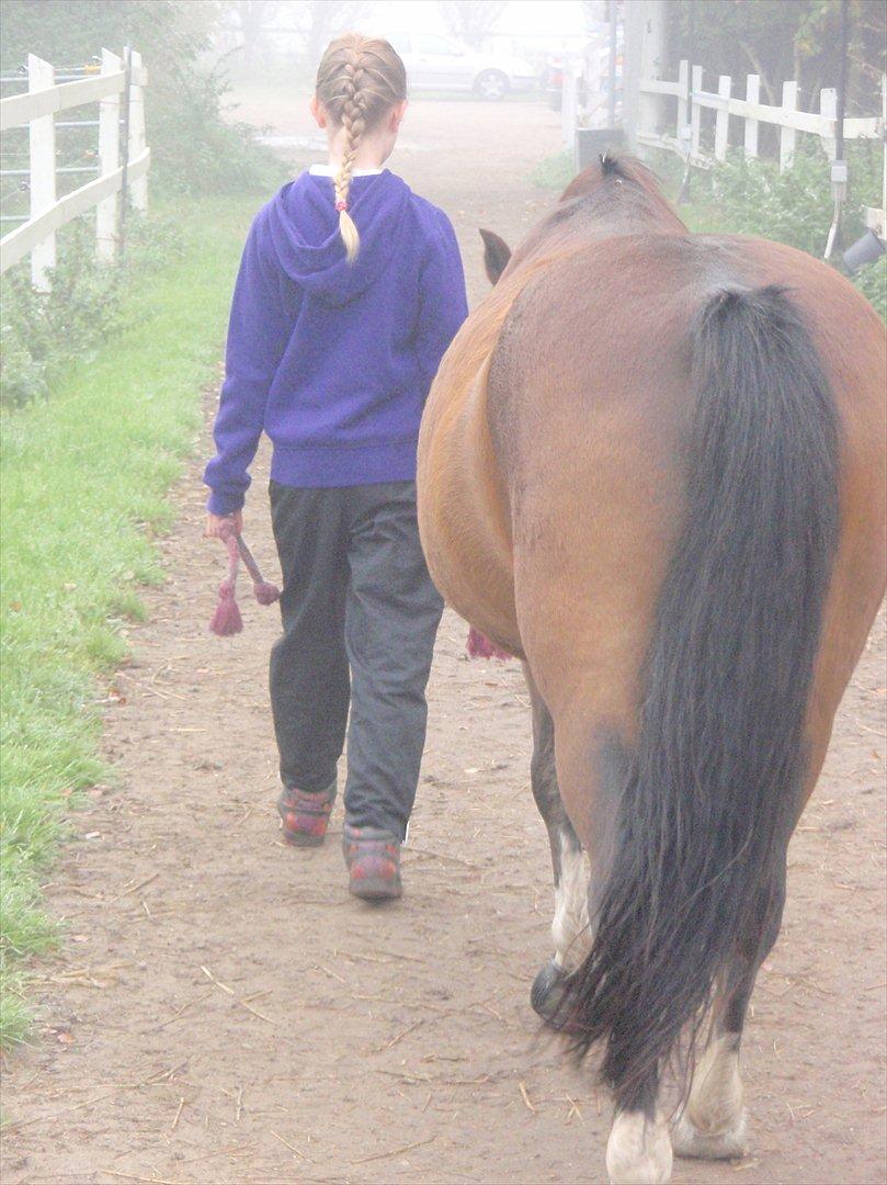 DSP Tværhøjgårds Athene ( mit et og alt )<3 - når enden er god er alting godt :-) billede 3