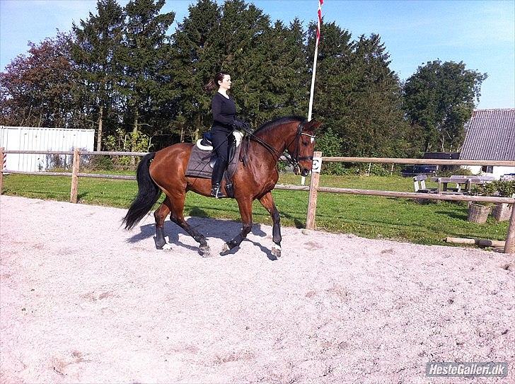 Dansk Varmblod Storgårdens Rosalia - oktober 2011 billede 18