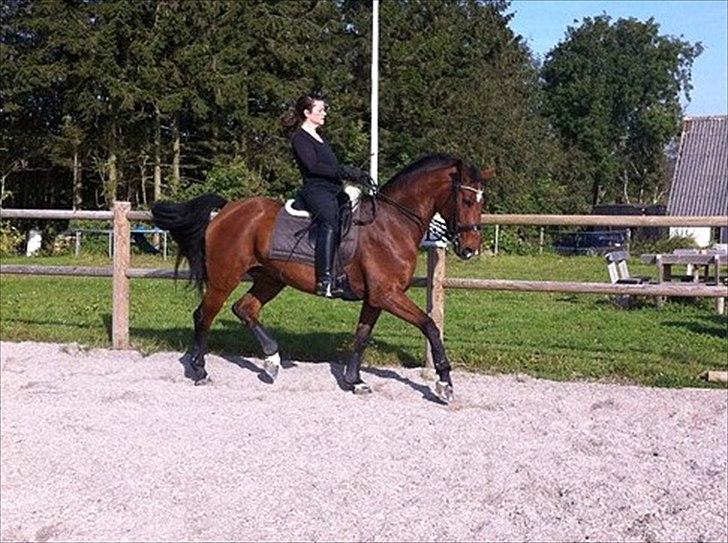 Dansk Varmblod Storgårdens Rosalia - oktober 2011 billede 19