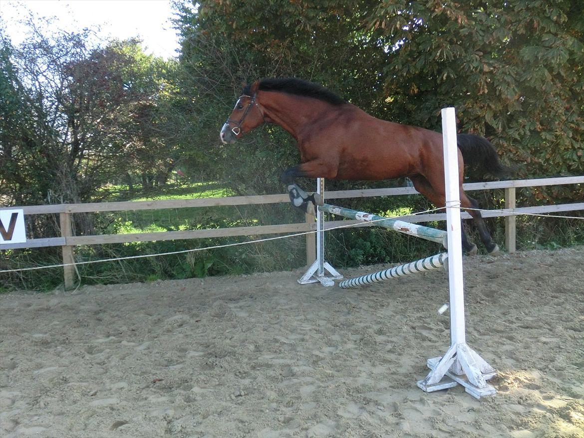 Dansk Varmblod Atlético - Baby løsspringer 
hemm 1,5-1,15 billede 11