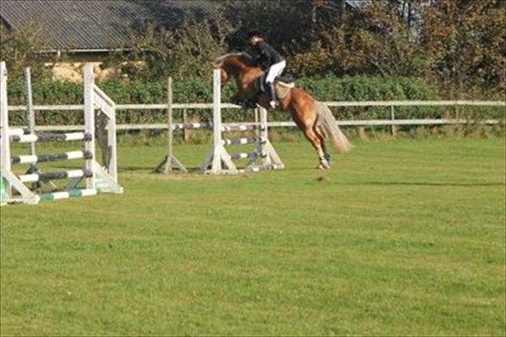 Haflinger Almbue D - Almbue D flyver over 90 cm :)  billede 20