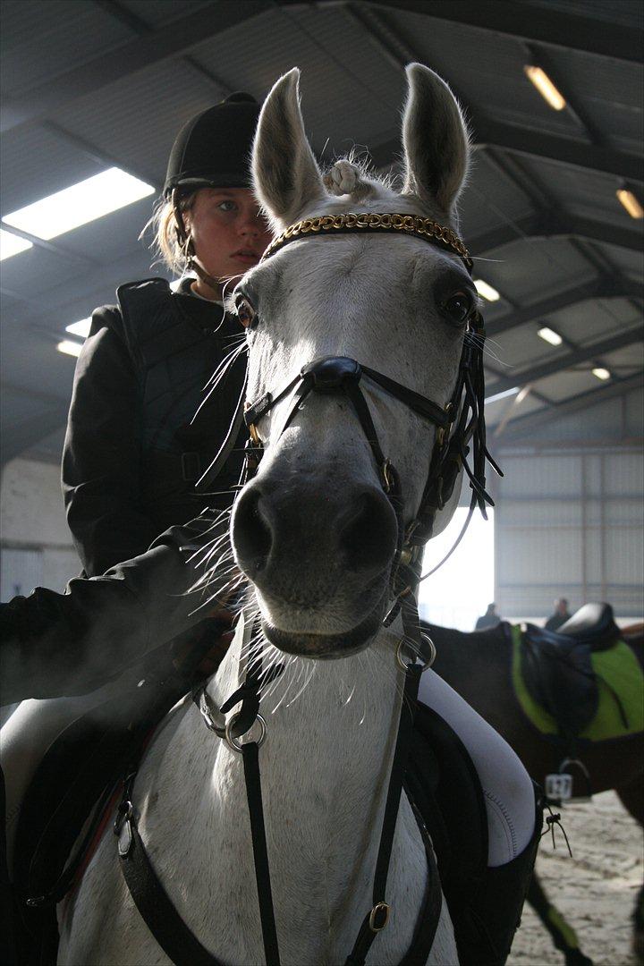 Anden særlig race Star B-PONY! - så er vi klar i boller :-) billede 4