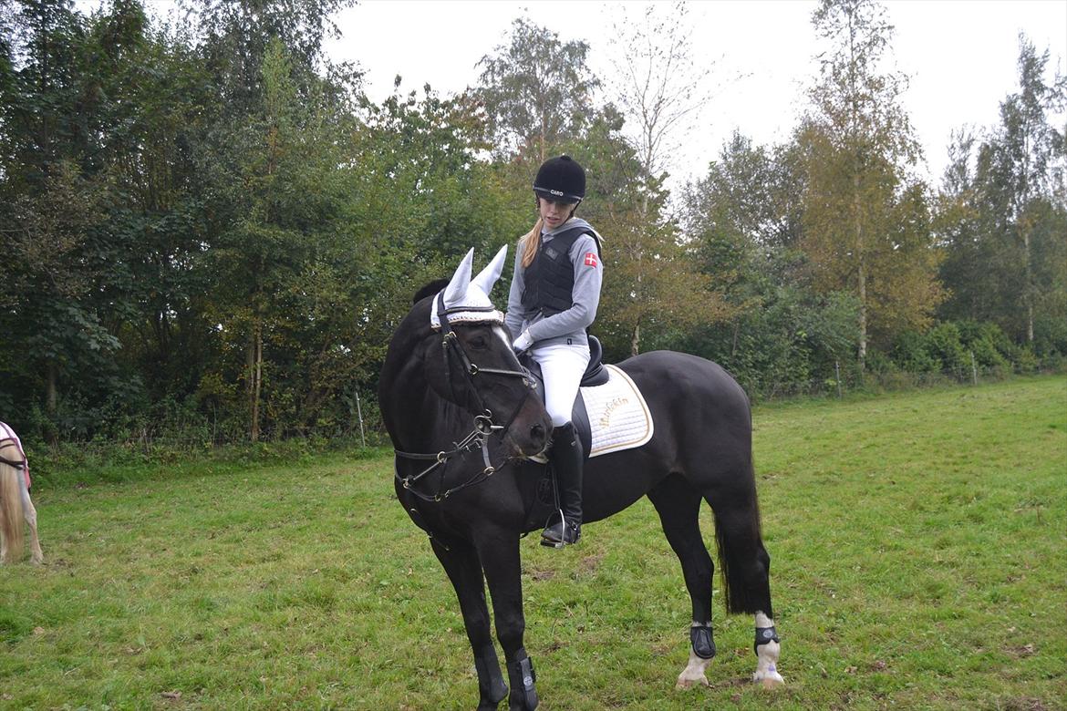 Fuldblod (XX) Nørregaardens Harlekin billede 5