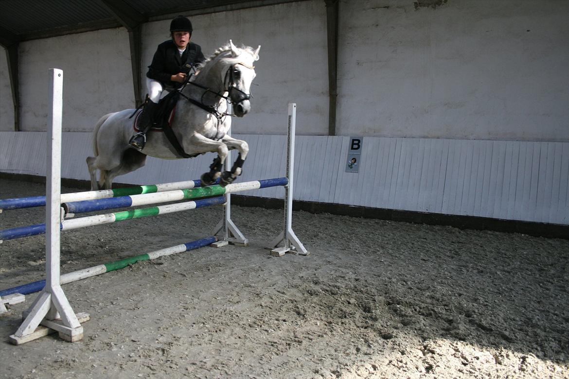 Anden særlig race Star B-PONY! billede 6