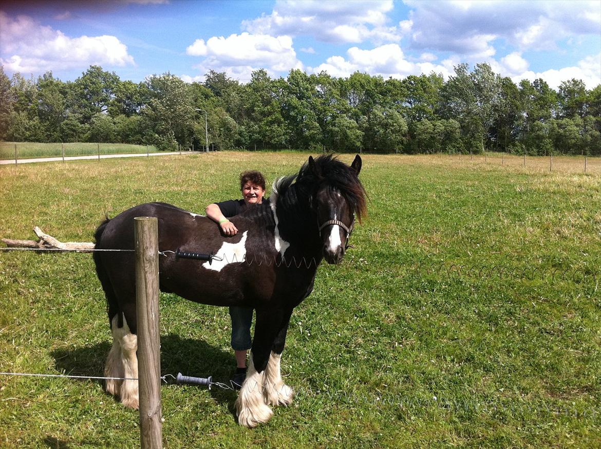 Irish Cob Troelsegaardens Dexter billede 2