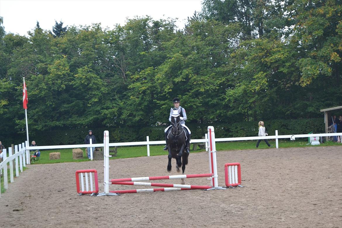 Fuldblod (XX) Nørregaardens Harlekin billede 6