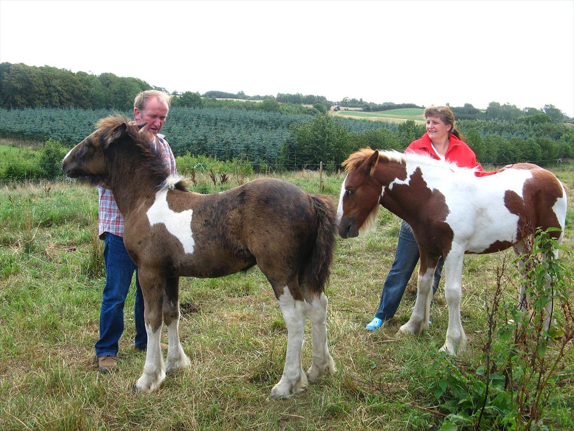 Irish Cob Troelsegaardens Dexter - Dexter 3 mdr.. billede 3