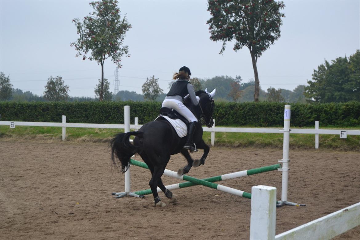 Fuldblod (XX) Nørregaardens Harlekin billede 7