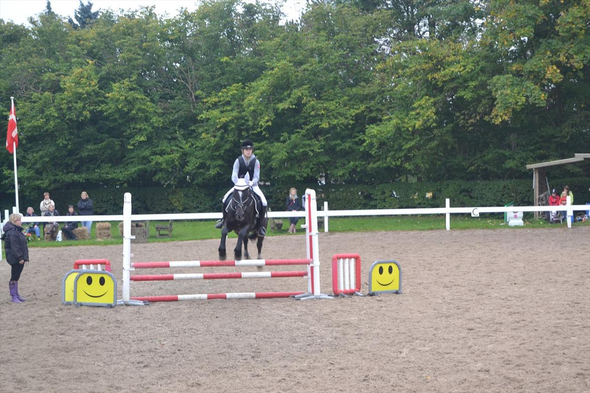 Fuldblod (XX) Nørregaardens Harlekin billede 8