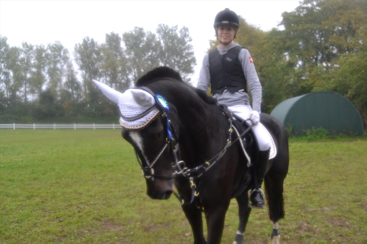 Fuldblod (XX) Nørregaardens Harlekin billede 2