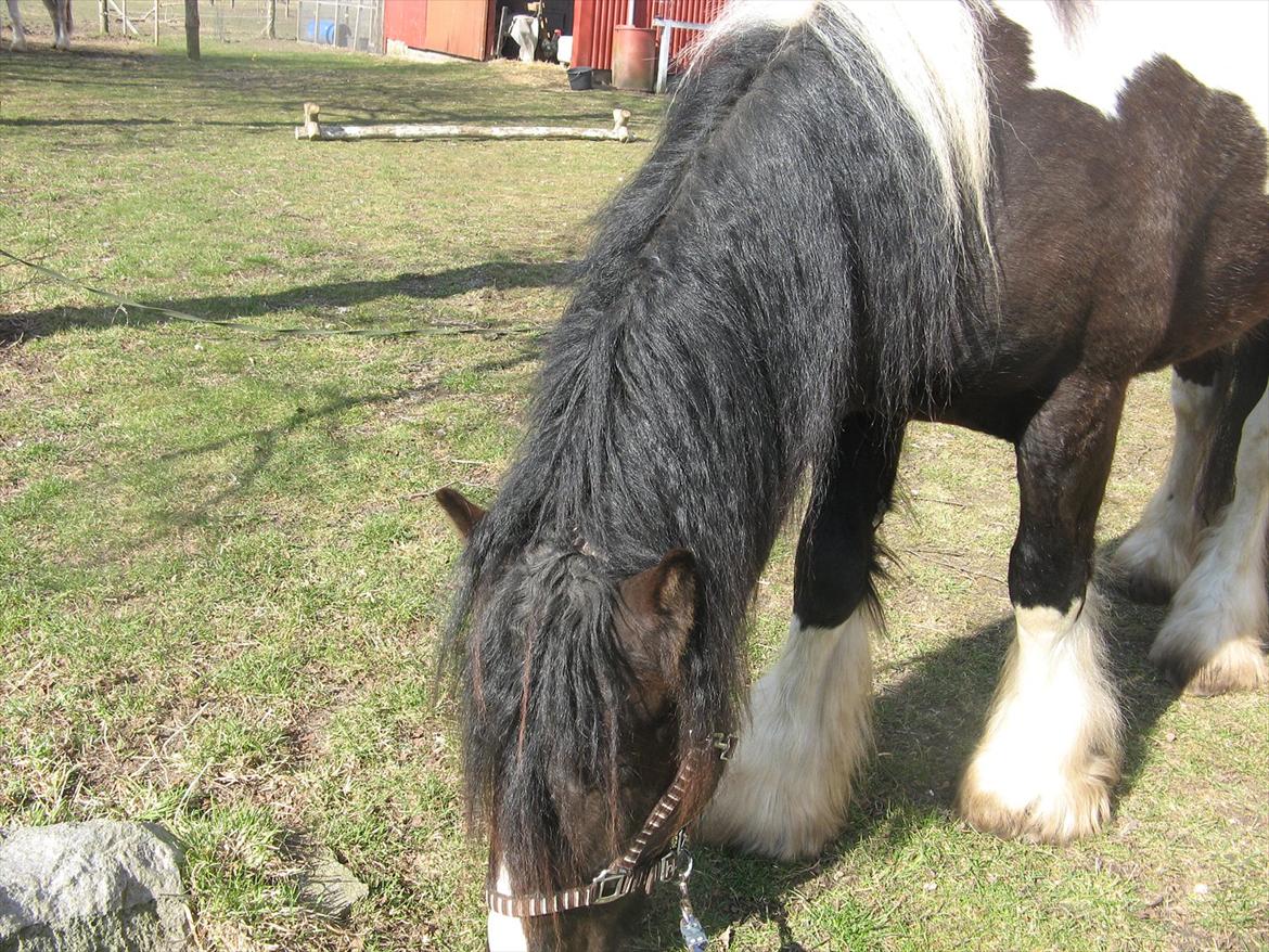 Irish Cob Troelsegaardens Dexter - Dexter 2 år billede 6