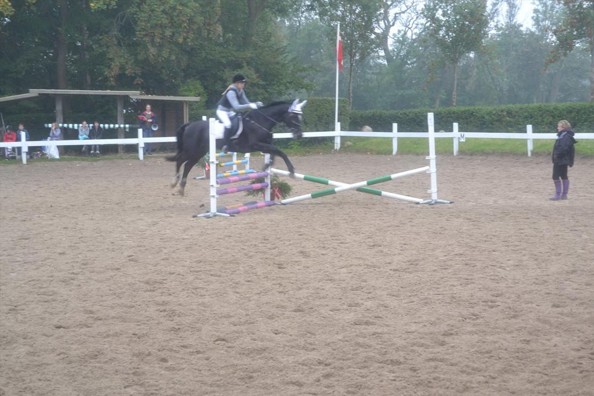 Fuldblod (XX) Nørregaardens Harlekin billede 9