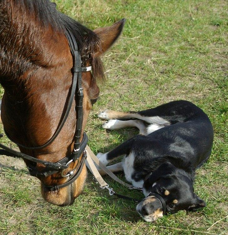 DSP Kenobi *Solgt* - Basserne der hygger :D billede 12