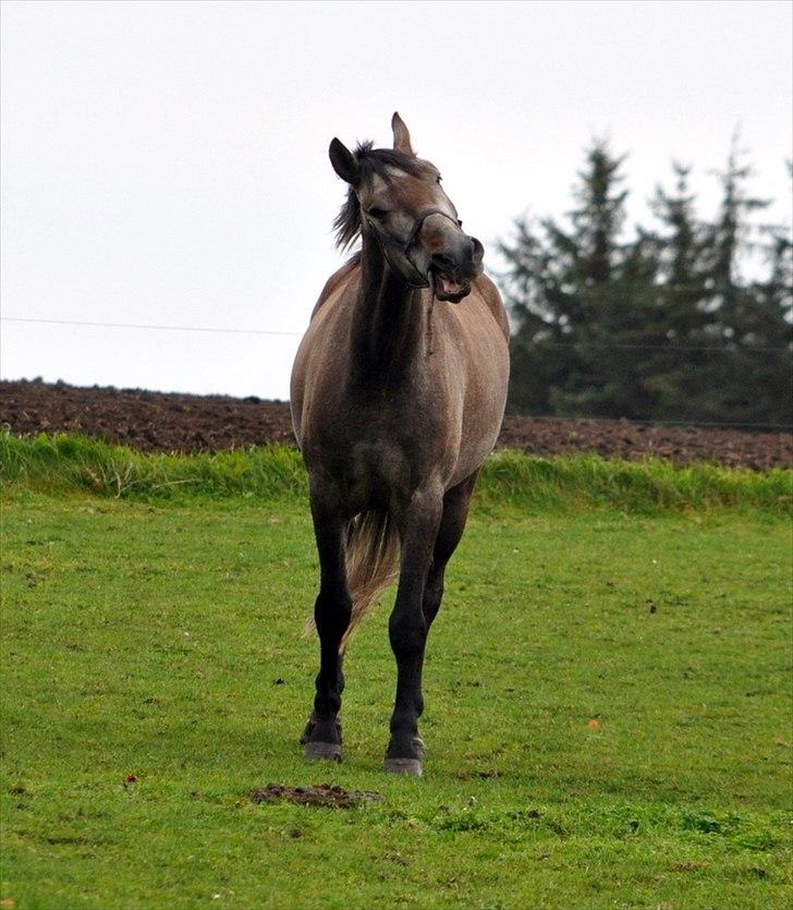Anden særlig race Hegnsholts Felix - Haha, dejlige Felix <3 billede 5