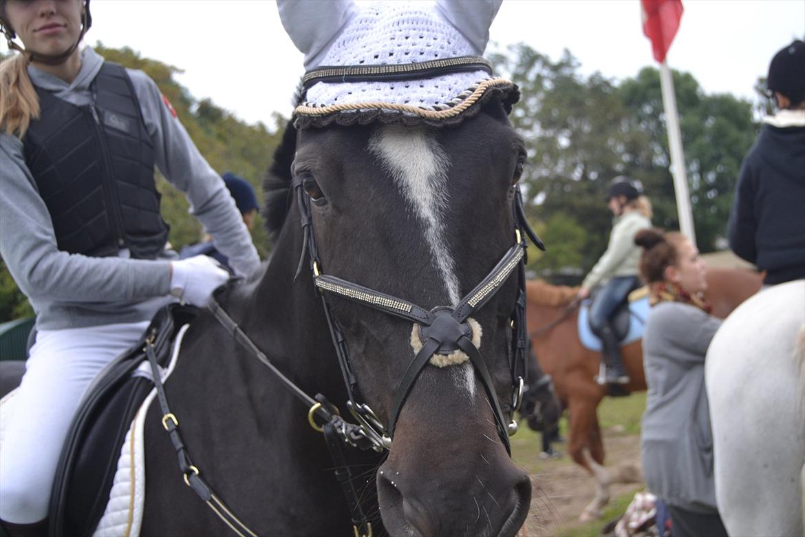 Fuldblod (XX) Nørregaardens Harlekin billede 10