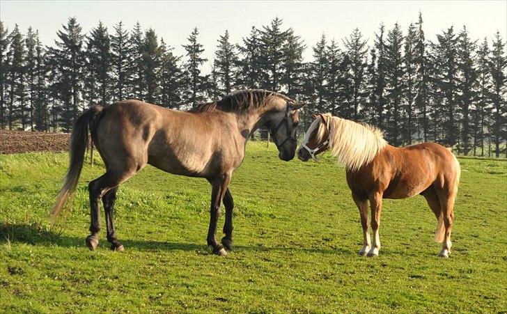 Anden særlig race Hegnsholts Felix - Felix møder Prins, min pony, for første gang :D 29/9 2011 billede 6