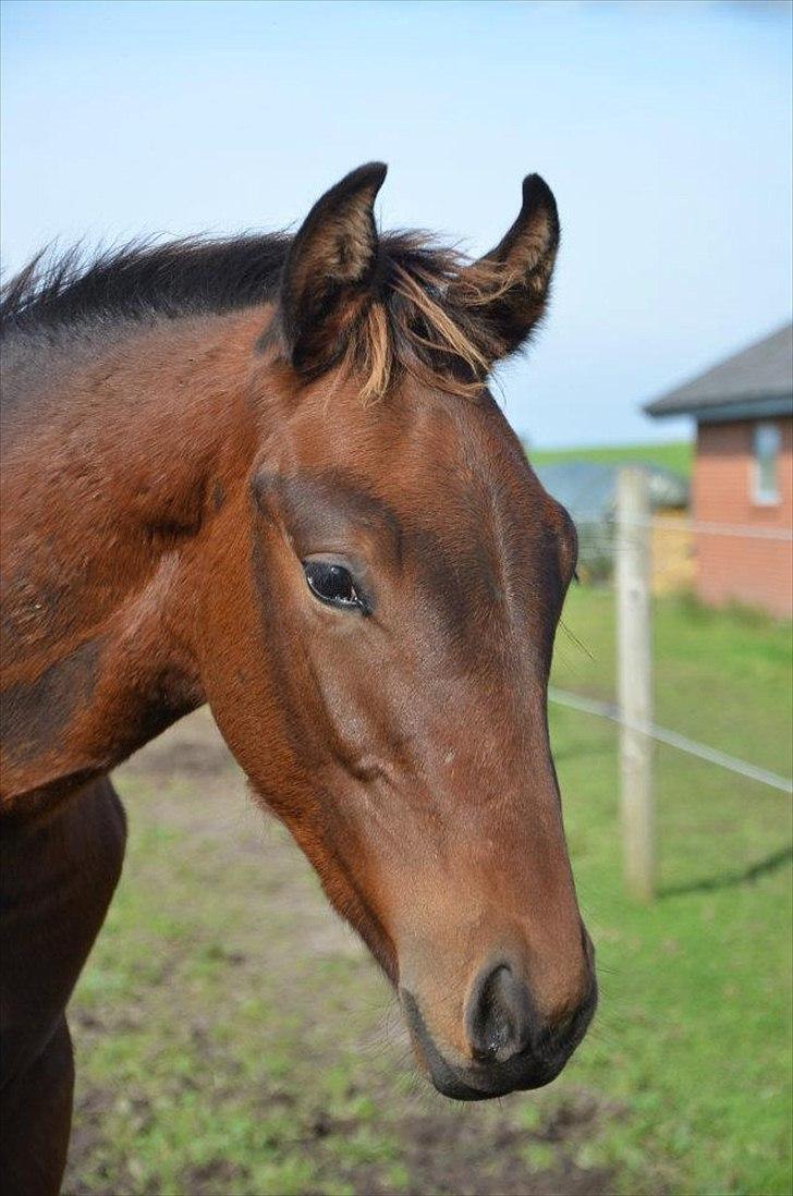 Dansk Varmblod Elversøes Eminent billede 11