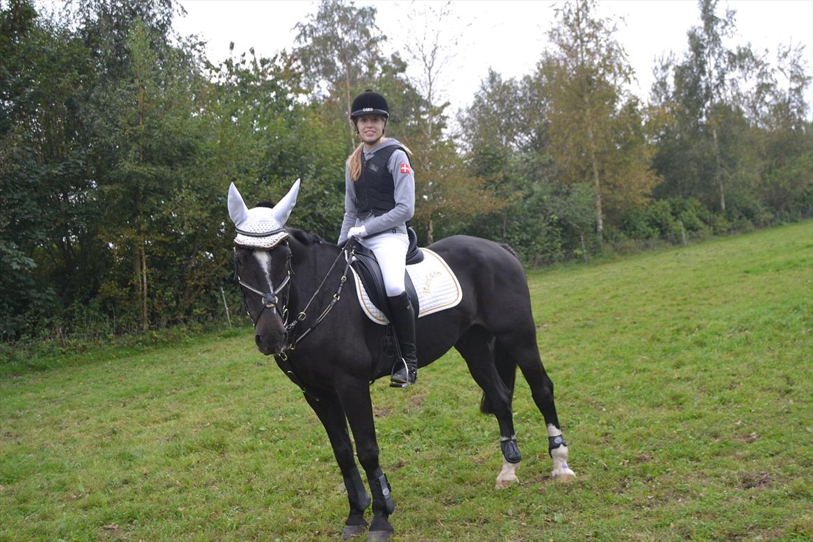 Fuldblod (XX) Nørregaardens Harlekin billede 11